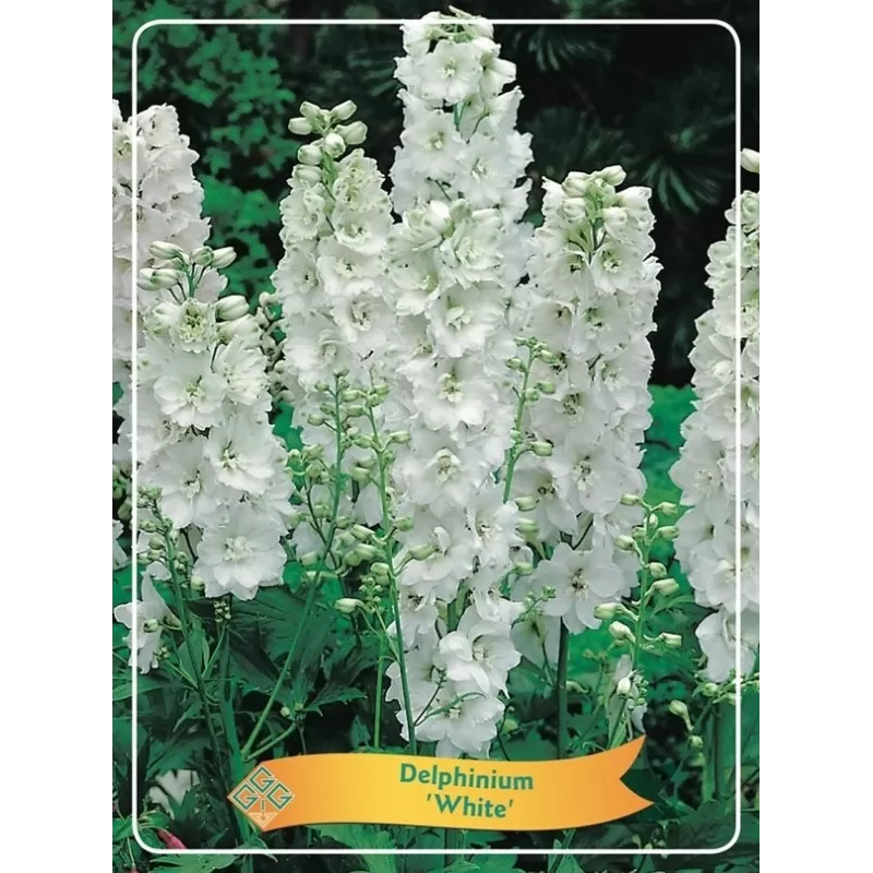 Pentinius - Delphinium White P11