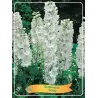 Pentinius - Delphinium White P11