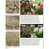 Hydrangea paniculata Living COTTON CREAM