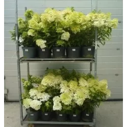 Šluotelinė hortenzija - Hydrangea paniculata Living COTTON CREAM