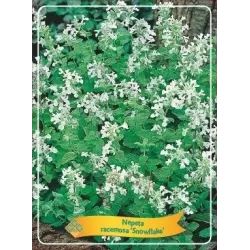 Katžolė - Nepeta racemosa SNOWFLAKE