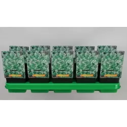 Katžolė - Nepeta racemosa Snowflake P11