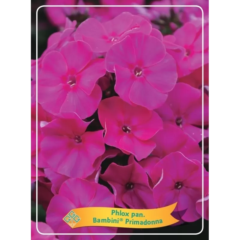 Šluotelinis flioksas - Phlox paniculata Bambini ® Primadonna P11