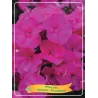 Šluotelinis flioksas - Phlox paniculata Bambini ® Primadonna P11