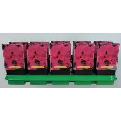 Šluotelinis flioksas - Phlox paniculata Bambini ® Primadonna P11