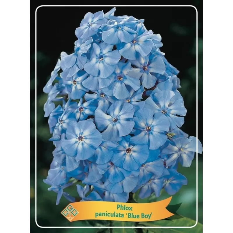 Šluotelinis flioksas - Phlox paniculata BLUE BOY