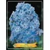 Šluotelinis flioksas - Phlox paniculata BLUE BOY