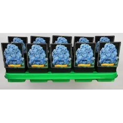 Šluotelinis flioksas - Phlox paniculata BLUE BOY