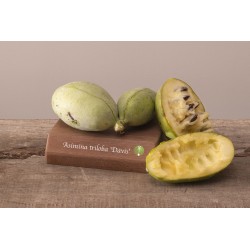 Triskiautė azimina - Asimina triloba DAVIS