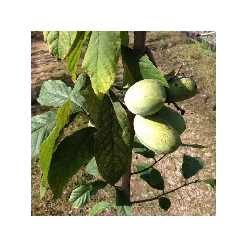 Triskiautė azimina - Asimina triloba NC1 Vierkant