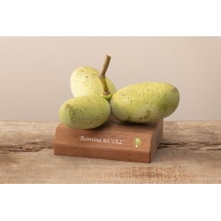 Triskiautė azimina - Asimina triloba 1XL