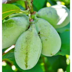 E-medelynas internete: vaismedžiai ir vaiskrūmiai