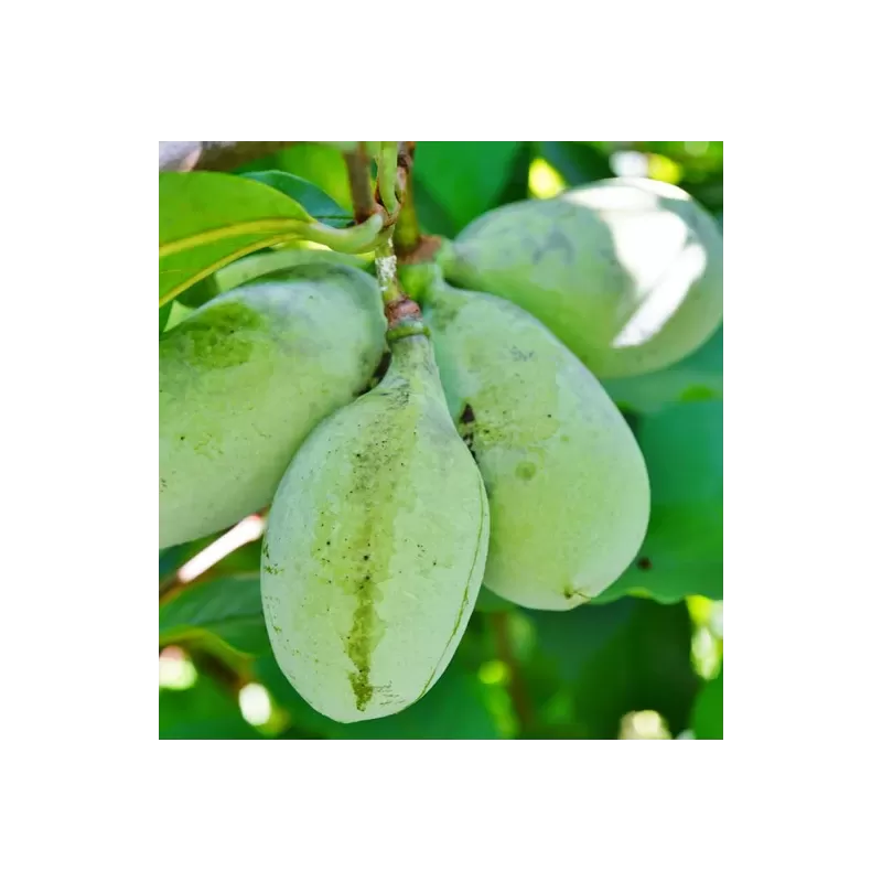 E-medelynas internete: vaismedžiai ir vaiskrūmiai