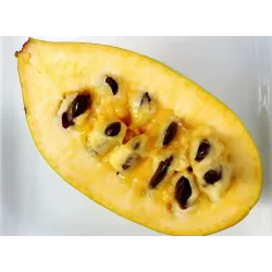 Triskiautė azimina - Asimina triloba GOLDEN