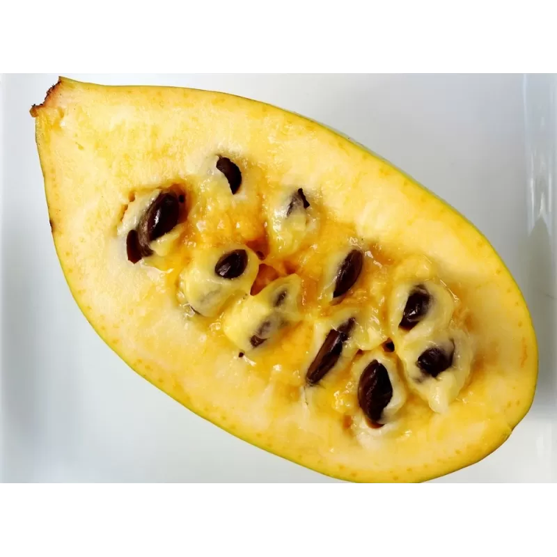 Triskiautė azimina - Asimina triloba GOLDEN