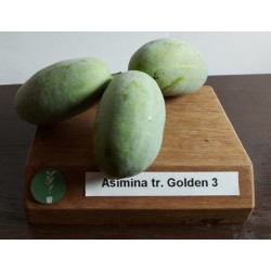 Triskiautė azimina - Asimina triloba GOLDEN 3