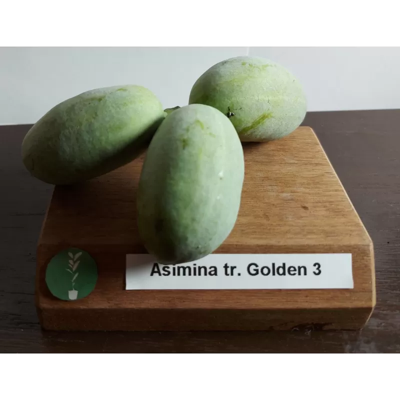 Triskiautė azimina - Asimina triloba GOLDEN 3