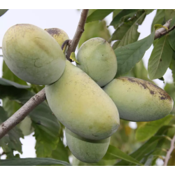 E-medelynas internete: vaismedžiai ir vaiskrūmiai