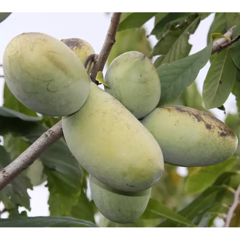 Triskiautė azimina - Asimina triloba GOLDEN 4