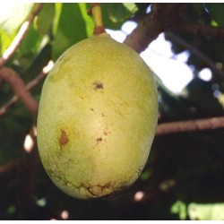 Triskiautė azimina - Asimina triloba LEVFIV (SUSQUEHANNA)