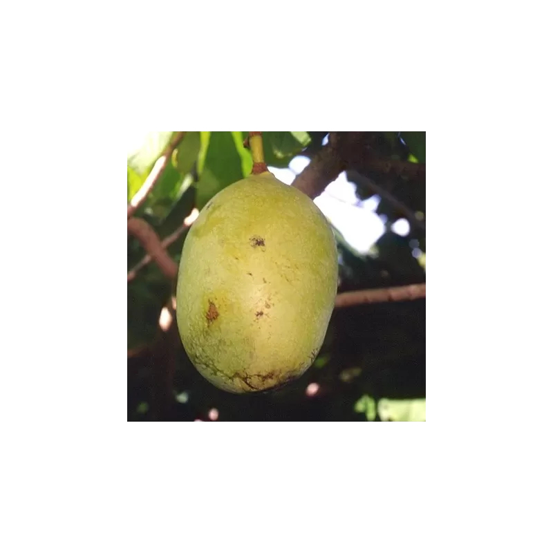 E-medelynas internete: vaismedžiai ir vaiskrūmiai