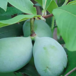 Triskiautė azimina - Asimina triloba MARY FOOS