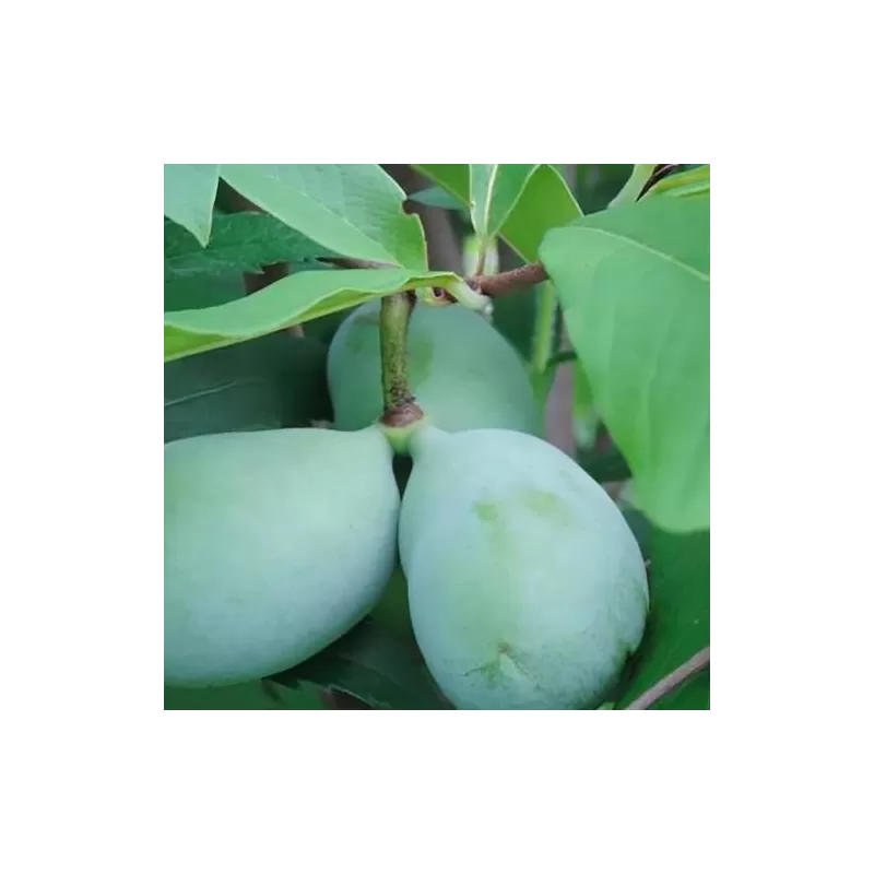 E-medelynas internete: vaismedžiai ir vaiskrūmiai