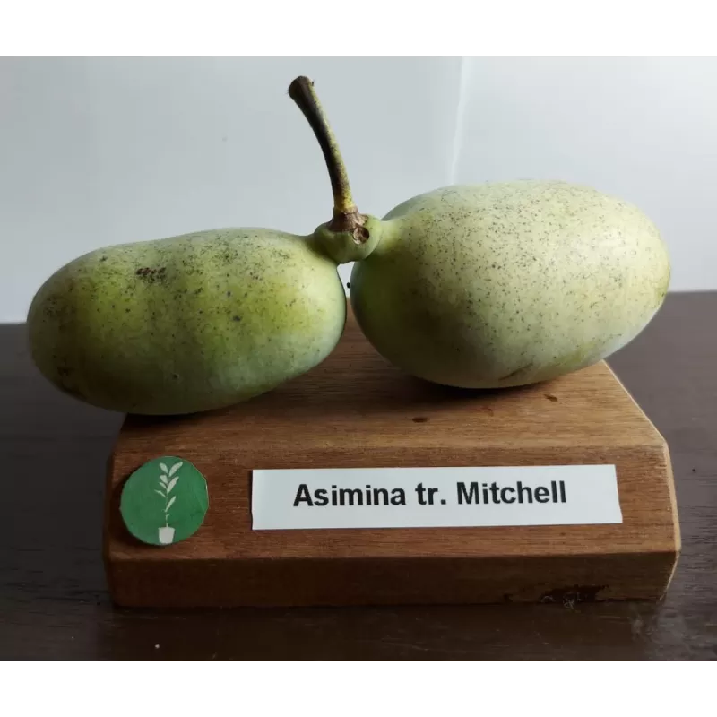 E-medelynas internete: vaismedžiai ir vaiskrūmiai