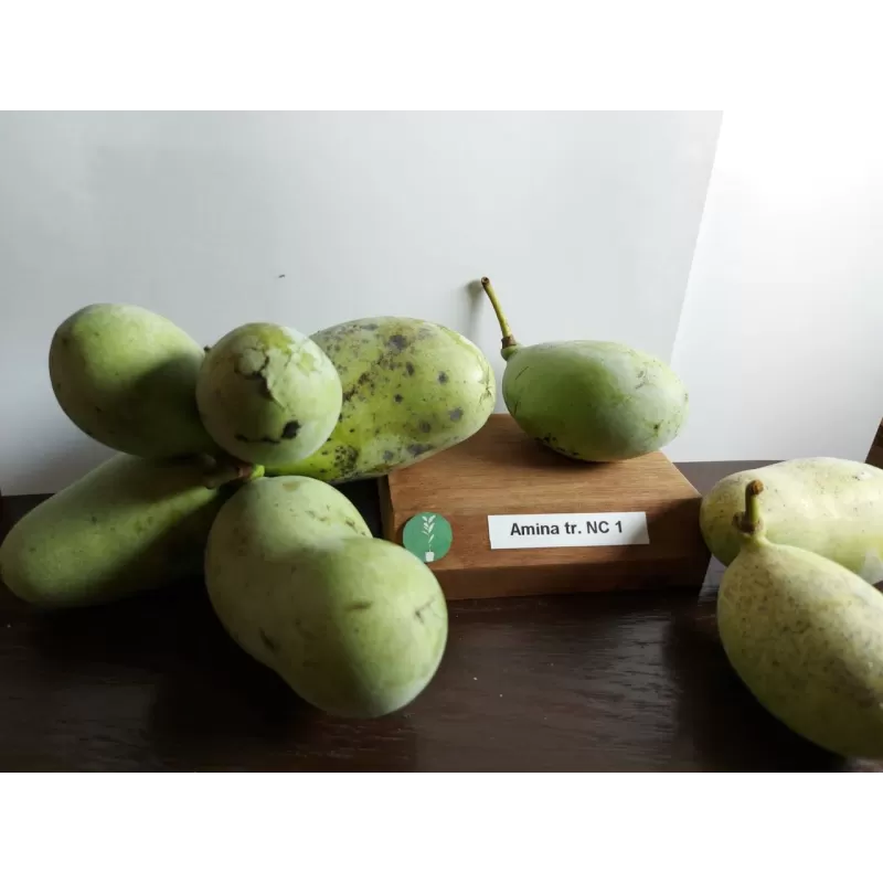 E-medelynas internete: vaismedžiai ir vaiskrūmiai