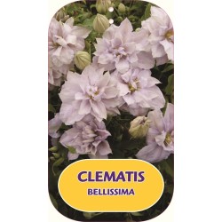 Clematis BELLISSIMA