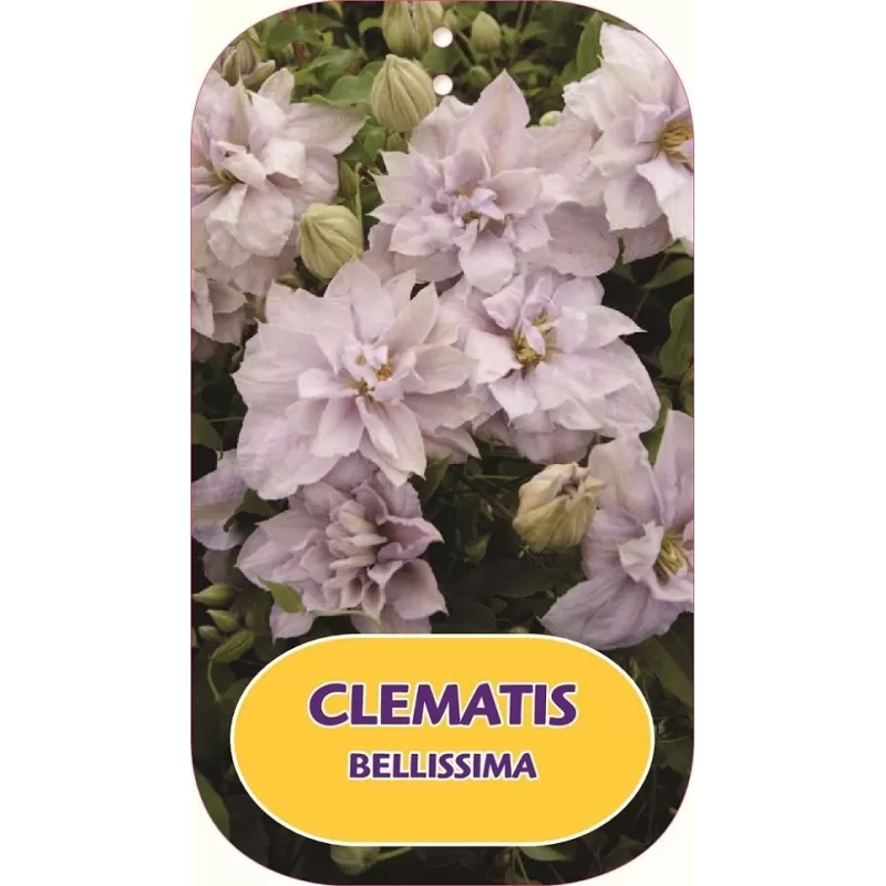 Clematis BELLISSIMA