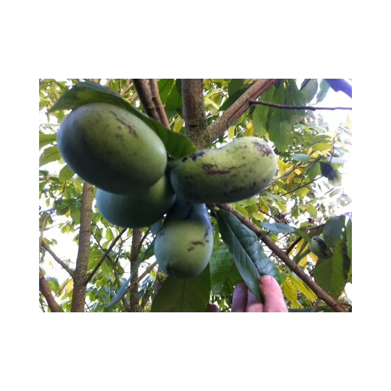 Triskiautė azimina - Asimina triloba NIJELEMSTER BIGWAN