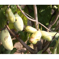 Triskiautė azimina - Asimina triloba REBECCA GOLD