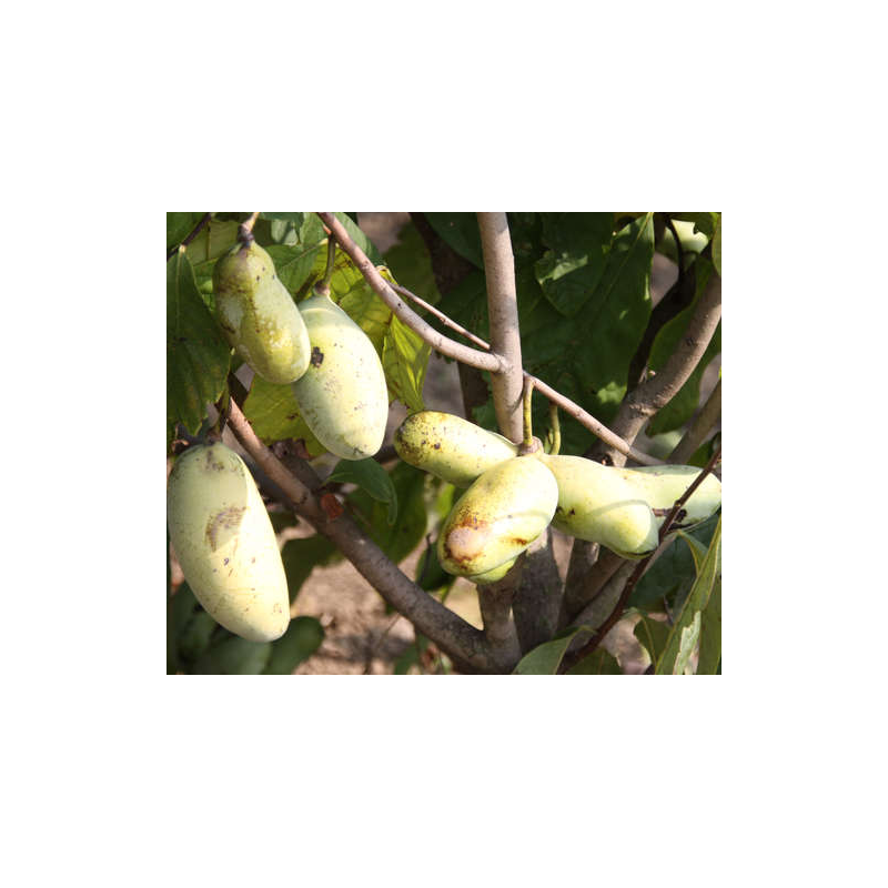 E-medelynas internete: vaismedžiai ir vaiskrūmiai