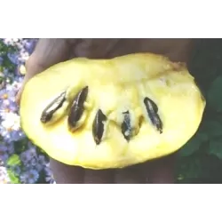 Triskiautė azimina - Asimina triloba RUBY MEAN