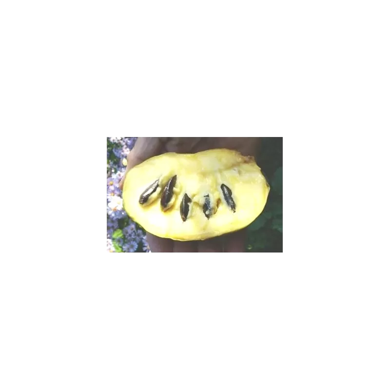 E-medelynas internete: vaismedžiai ir vaiskrūmiai