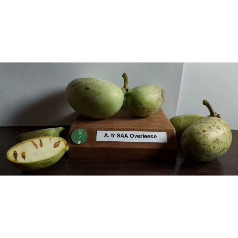 Triskiautė azimina - Asimina triloba SAA OVERLESE