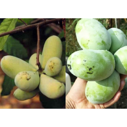 Triskiautė azimina - Asimina triloba SAA ZIMMERMAN