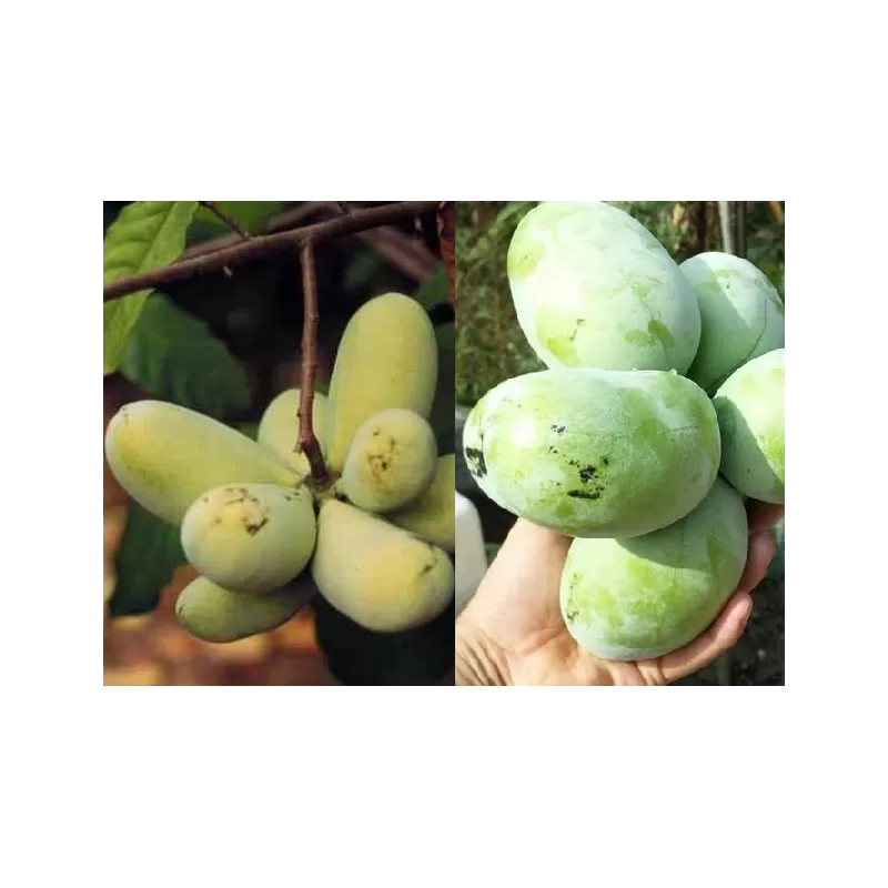 Triskiautė azimina - Asimina triloba SAA ZIMMERMAN