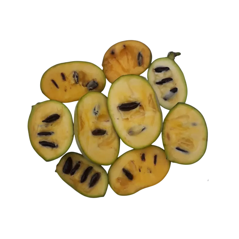 Triskiautė azimina - Asimina triloba SWEET ALICE