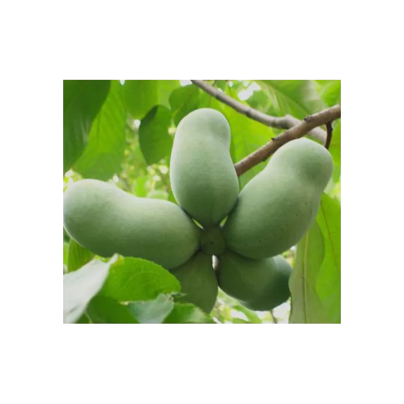 E-medelynas internete: vaismedžiai ir vaiskrūmiai