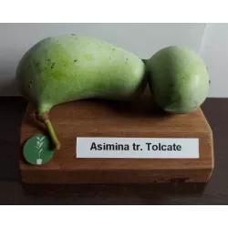 Triskiautė azimina - Asimina triloba TOLCATE