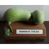 Triskiautė azimina - Asimina triloba TOLCATE