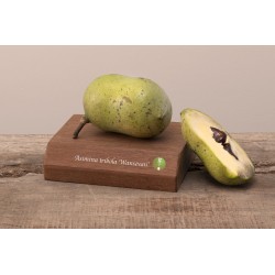 E-medelynas internete: vaismedžiai ir vaiskrūmiai