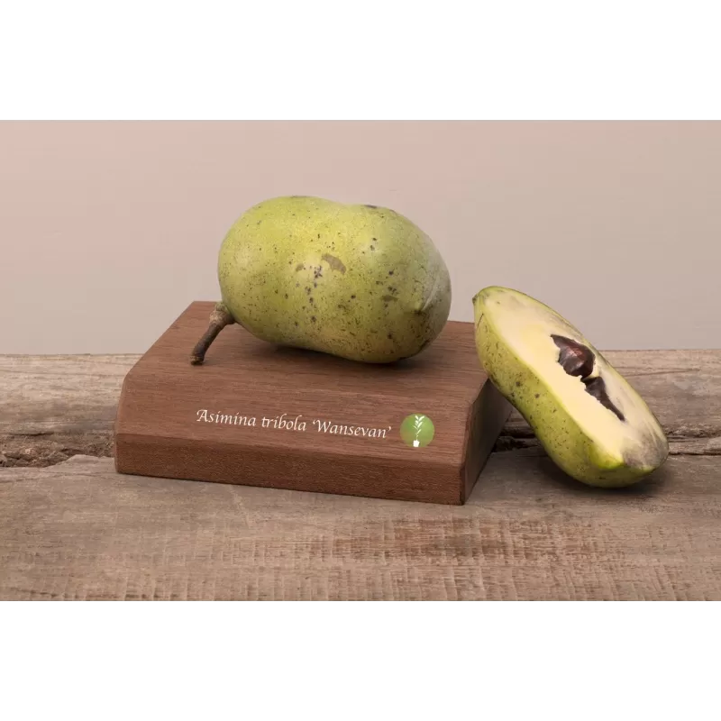 Triskiautė azimina - Asimina triloba WANSENVWAN (SHENANDOAH)