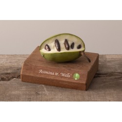 Triskiautė azimina - Asimina triloba WELLS