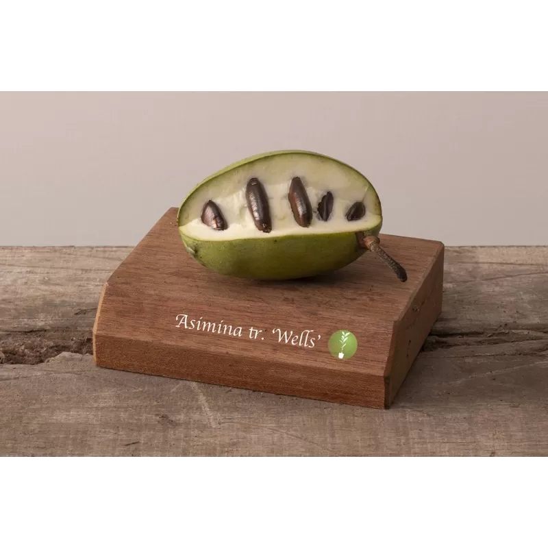 Triskiautė azimina - Asimina triloba WELLS