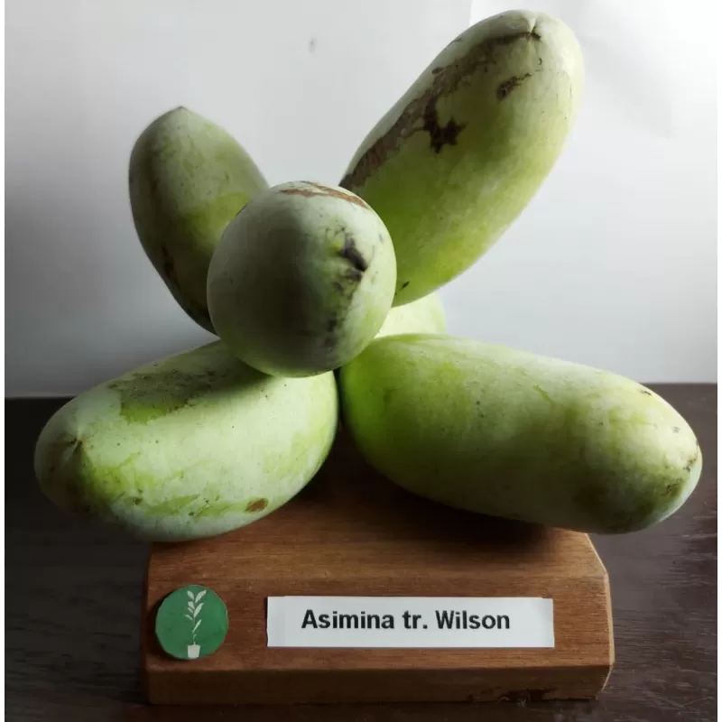 Triskiautė azimina - Asimina triloba WILSON