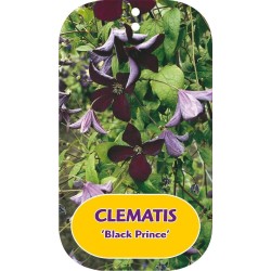 Mėlynžiedė raganė - Clematis viticella BLACK PRINCE