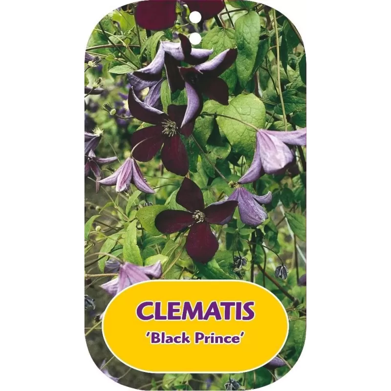 Mėlynžiedė raganė - Clematis viticella BLACK PRINCE Mėlynžiedė raganė - Clematis viticella BLACK PRINCE